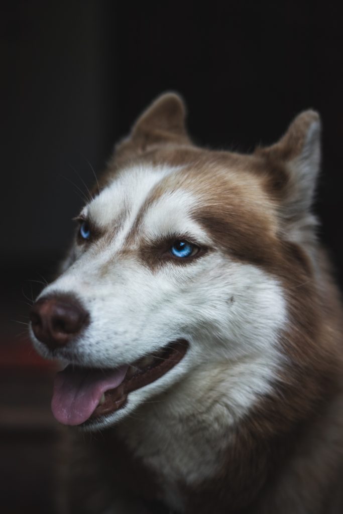 Chien-yeux-percants