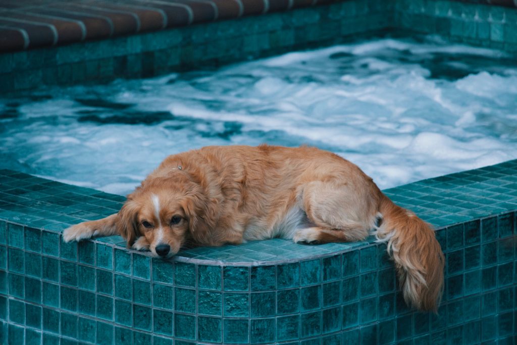 Chien-bord-piscine