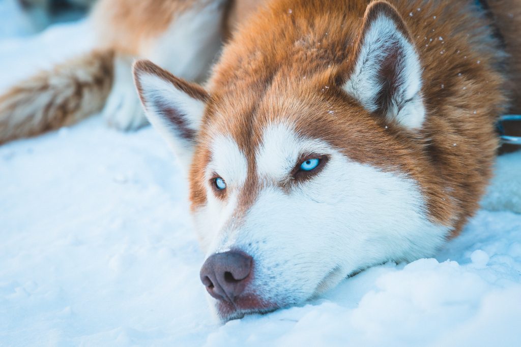 Husky-dans-la-neige