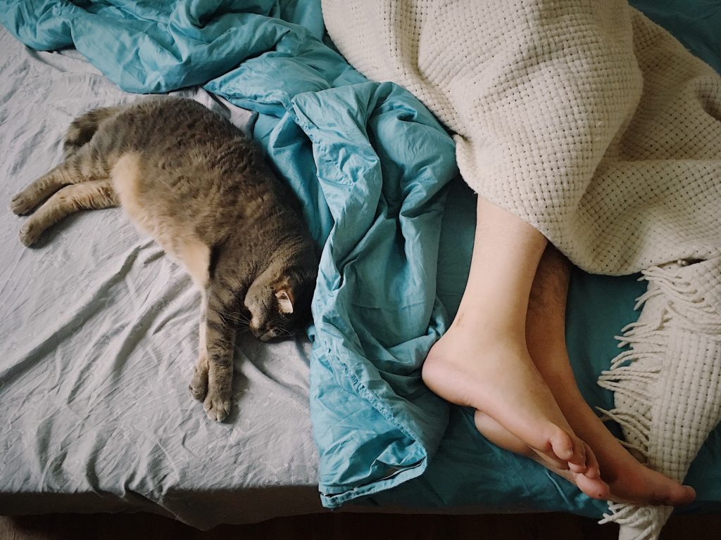 Prendre soin de son chat : que lui offrir ?