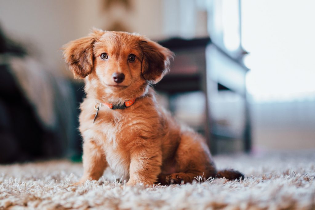 chiot